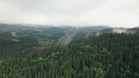 Drone-Flying-Down-the-Side-of-Foresty-Mountain-with-Heavy-Tree-Fog,-in-Vitosha-Natural-Park