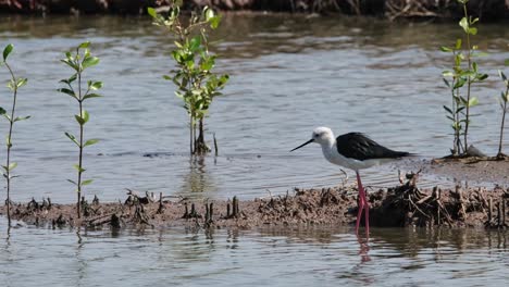 Herauszoomen-Und-Nach-Rechts-Gleiten,-Während-Dieser-Vogel-Nach-Links-Schaut,-Stelzenläufer-Himantopus-Himantopus,-Thailand