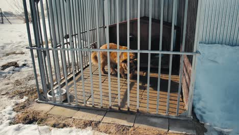 Large-brown-dog-walks-in-a-metal-cage