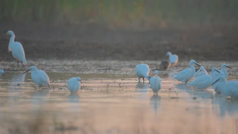 Vista-De-Pájaros-Cazando-Por-La-Mañana.