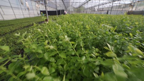 SLOW-MOTION-OF-BERRIES-PLANTS-ON-A-GREEN-HOUSE