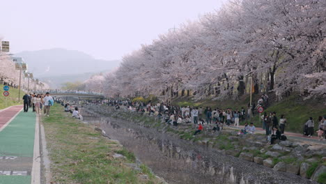 Touristen-Und-Einheimische-Im-Yangjae-Citizens-Forest-Park-Mit-Blühenden-Kirschblüten-In-Seocho,-Seoul,-Südkorea