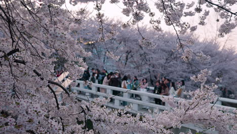 Cherry-Blossom-Flowers-With-People-On-The-Bridge-In-The-Background-In-Seoul,-South-Korea