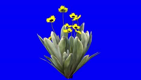 3D-Frailejon-Blume-Mit-Windeffekt-Auf-Blauem-Bildschirm,-3D-Animation