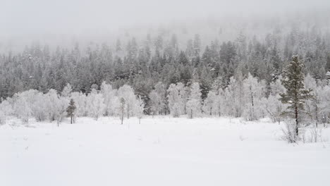 Lapland-Winter-Landscape,-Snow-Covered-Forest-on-Foggy-Day-RIGHT-PAN
