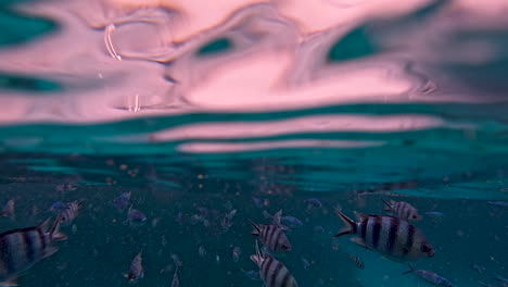 Viele-Tropische-Scherenschwanz-Sergeantfische-Auf-Den-Fidschi-Inseln-Schwimmen-In-Zeitlupe-Auf-Sie-Zu,-Während-Die-Kamera-Ins-Wasser-Ein--Und-Austaucht