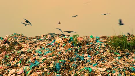 Crows-and-eagle-birds-flying-over-landfill-waste
