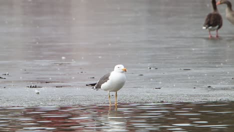 A-Seagull-perched-on-ice-on-frozen-lake