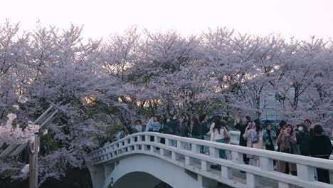 Personas-Tomando-Fotografías-De-Cerezos-En-Flor-Desde-El-Puente-Durante-La-Primavera-Al-Atardecer-En-El-Bosque-De-Ciudadanos-De-Yangjae,-Seúl,-Corea-Del-Sur