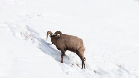 Borrego-Cimarrón-Pastando-En-Invierno-En-Montana