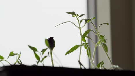 Organic-Plant-Seedlings-Growing-Indoor.-Close-up-Shot