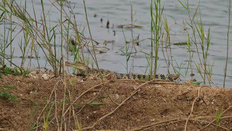 Uno-Mirando-Hacia-La-Izquierda-Abriendo-La-Boca-Mientras-Otros-Están-Al-Lado-Descansando,-Cocodrilo-Siamés-Crocodylus-Siamensis,-Tailandia