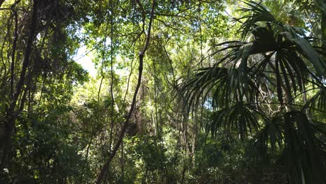 Wooden-path-leading-through-tropical-jungle,-hidden-gem-of-National-Park-Tayrona