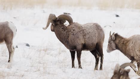 Borrego-Cimarrón-Pastando-En-Invierno-En-Montana