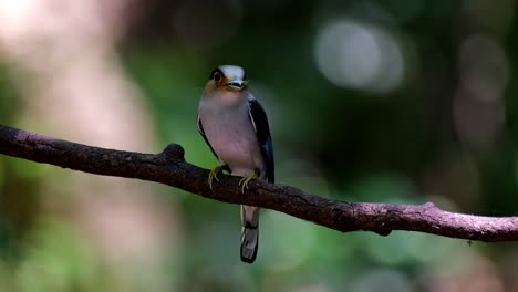 Mirando-A-Su-Alrededor-Mientras-Este-Macho-Tiene-Comida-En-La-Boca,-Vuela-Para-Entregar,-Serilophus-Lunatus-De-Pico-Ancho-De-Pecho-Plateado,-Tailandia