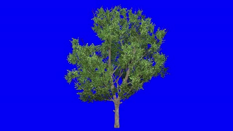 3D-bradford-pear-tree-with-wind-effect-on-blue-screen-3D-animation