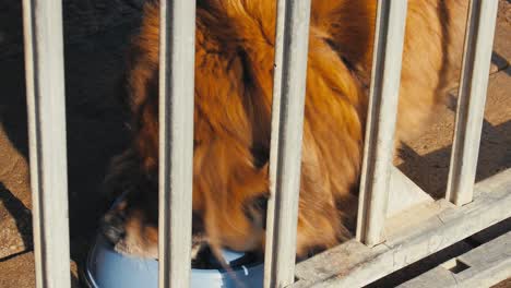 Large-brown-dog-sits-in-a-metal-cage