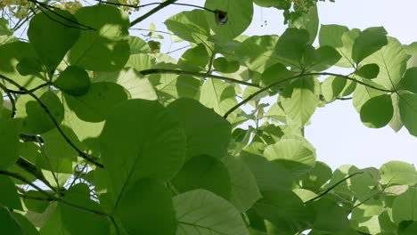 View-from-below-of-the-leaves-and-yellow-flowers-of-the-golden-shower-tree,-also-called-as-Cassia-Fistula,-the-national-flower-and-tree-of-Thailand