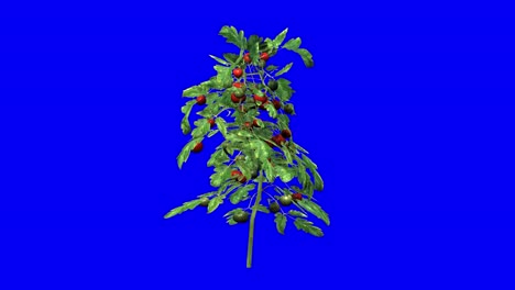 3D-Tomatenpflanze-Mit-Windeffekt-Auf-Blauem-Bildschirm,-3D-Animation