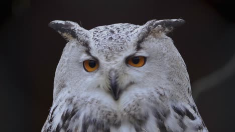 A-solitary-owl,-curious-gaze-piercing-the-darkness,-stands-against-a-blurred-backdrop