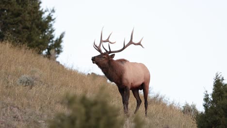 Wapitibullen-Im-Herbst-In-Montana