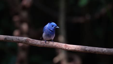 Camera-zooms-out-sliding-to-the-left-while-it-is-wiping-its-beak-on-the-perch,-Black-naped-Monarch-Hypothymis-azurea,-Male,-Thailand