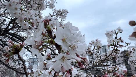 Closeup-shot-cherry-blossom-sakura-petals-white-and-pink-tree-branches-with-Japanese-city-buildings-background