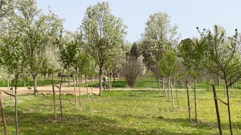 En-Una-Zona-Del-Jardín-Del-Príncipe-Dedicada-Al-Cultivo-Donde-Hay-Frutales,-Manzanos-Y-Perales-En-Flor,-Vemos-A-Un-Jardinero-Con-Una-Desbrozadora-Quitando-Las-Malas-Hierbas