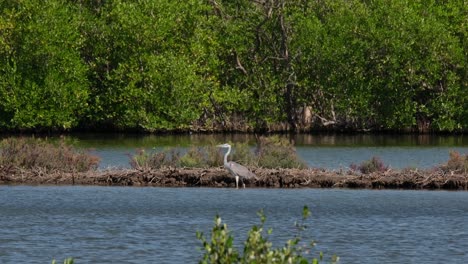 Blick-Nach-Links,-Während-Die-Kamera-Heranzoomt,-Graureiher-Ardea-Cinerea,-Thailand