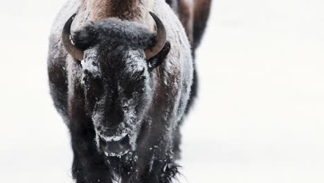 Buffalo-Bison-in-the-Winter-in-Montana