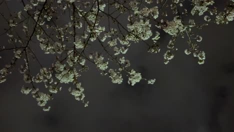 Sakura-cherry-blossom-flowers-branches-at-night-with-cloudy-dark-background