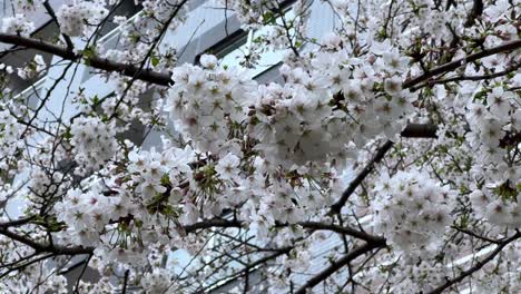 Nahaufnahme-Erschossen-Sakura-Baum-Blumen-Zweige-Bewegen-Sich-Mit-Wind-Kirschblüte-Japan