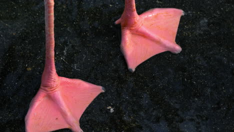 Close-up-view-of-the-pink-webbed-foot-of-a-flamingo