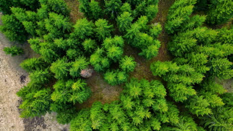 Drone-tops-down-coniferous-green-vibrant-trees-in-sandy-earthy-soil-treetops-aerial-view