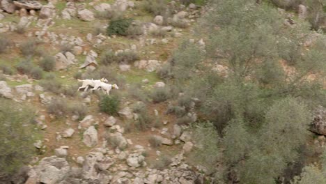 Rehala-De-Perros-De-Caza-Mayor-Rastreando-Presas.