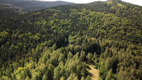 Linear-Drone-Flight-over-Dense-Forest-of-Vitosha-Reveals-Hiking-Trails