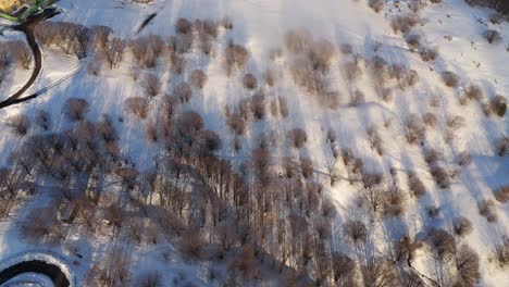 Blattlose-Bäume-Werfen-Lange-Schatten-Auf-Einem-Verschneiten-Winterfeld-Im-Sonnenlicht