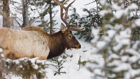 Alce-Toro-En-El-Invierno-En-Montana