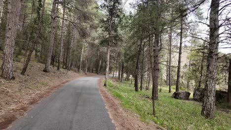 Driver-POV-driving-along-a-narrow-mountain-road-crossing-a-pine-forest