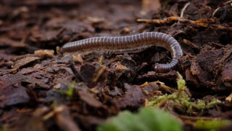 Tiny-millipede-in-closeup-shot-on-forest-floor
