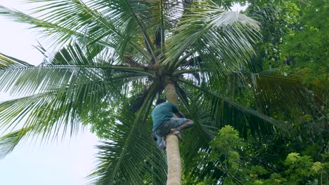 Agile-barefoot-Tanzania-man-climbing-tall-palm-tree-picking-coconuts
