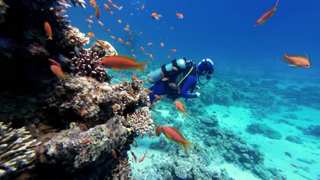 Un-Buzo-Con-Un-Traje-De-Neopreno-Azul-Y-Negro-Explora-Un-Vibrante-Arrecife-De-Coral-Repleto-De-Peces-Anthias-Anaranjados-En-Las-Cristalinas-Aguas-Azules-Del-Mar-Rojo,-Egipto,-Mientras-La-Luz-Del-Sol-Se-Filtra-A-Través-De-La-Superficie