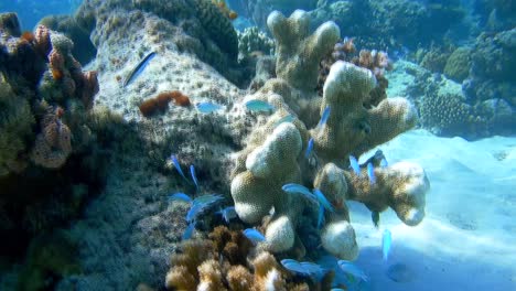Una-Escena-Submarina-Durante-El-Buceo-En-Un-Arrecife-De-Coral,-Una-Pintoresca-Flora-Marina-Y-Un-Banco-De-Pequeños-Peces-Azules