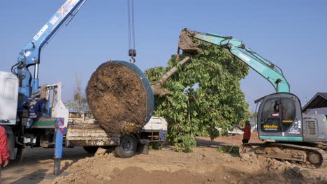 Ziehen,-Während-Ein-Ausgewachsener-Baum-In-Ein-Loch-Gesenkt-Wird,-Während-Die-Gärtner-Sich-Darauf-Vorbereiten,-Ihn-In-Chachoengsao-In-Thailand-Neu-Zu-Pflanzen