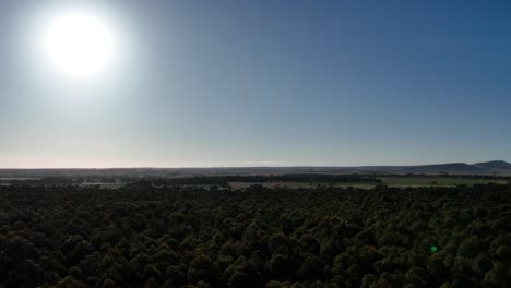 Tilt-down-from-sun-to-treetops