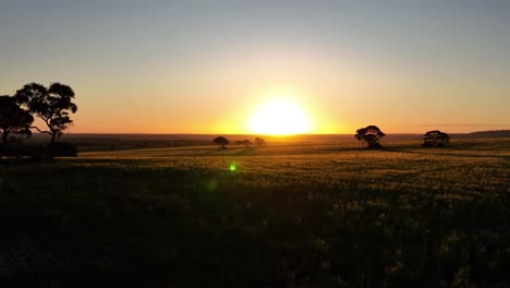 Drone-tracking-over-sunset-lit-field