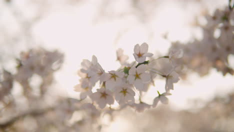 Flores-De-Cerezo-Soplando-Con-Una-Suave-Brisa,-Bosque-Ciudadano-De-Yangjae,-Primer-Plano