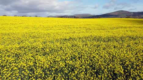 Raps-In-Der-Sonne-Leuchtend-Gelb