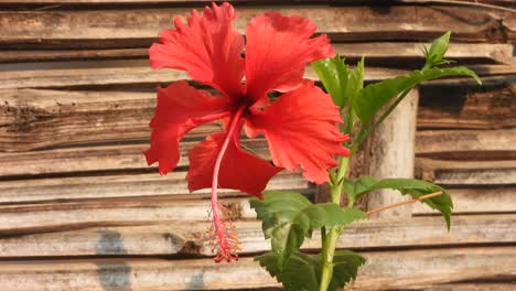 Hibisco-Rojo-Flor-Hojas-Verdes-