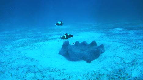 Eine-Szene-Beim-Tauchen,-Leerer-Meeresboden-Mit-Ein-Paar-Fischen,-Die-Neben-Einem-Fragment-Eines-Korallenriffs-Schwimmen